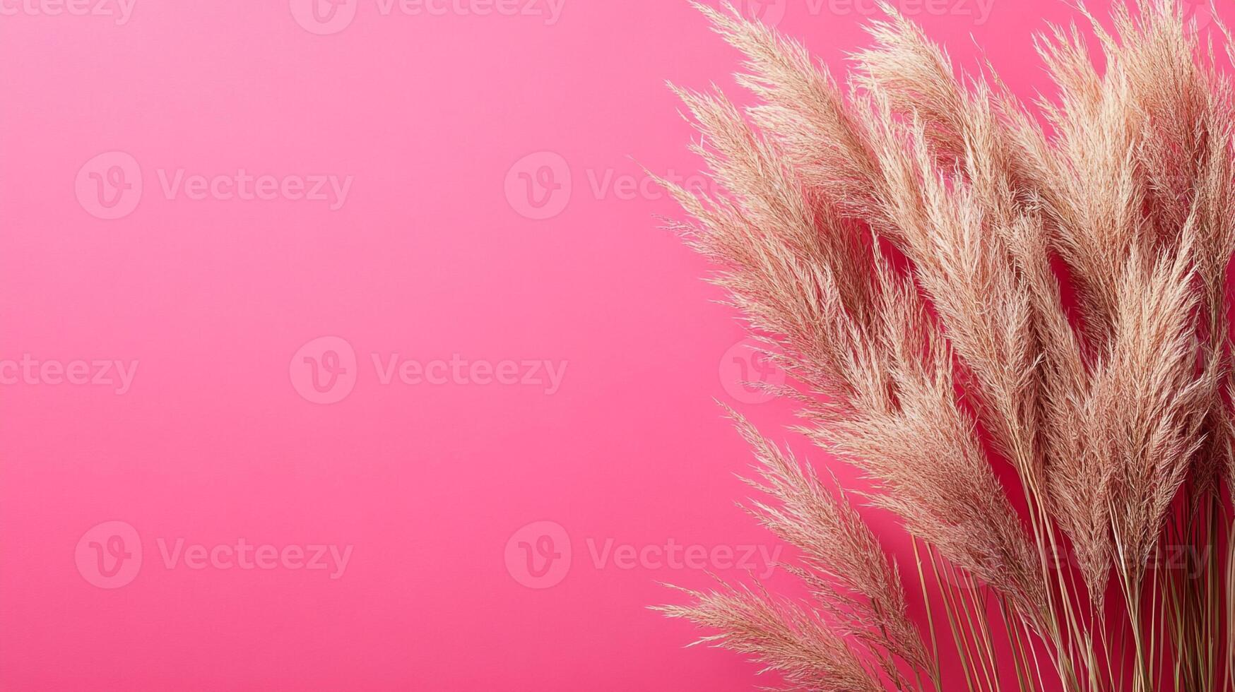 Top view Muhly Grass on a vibrant background, plant setting photo