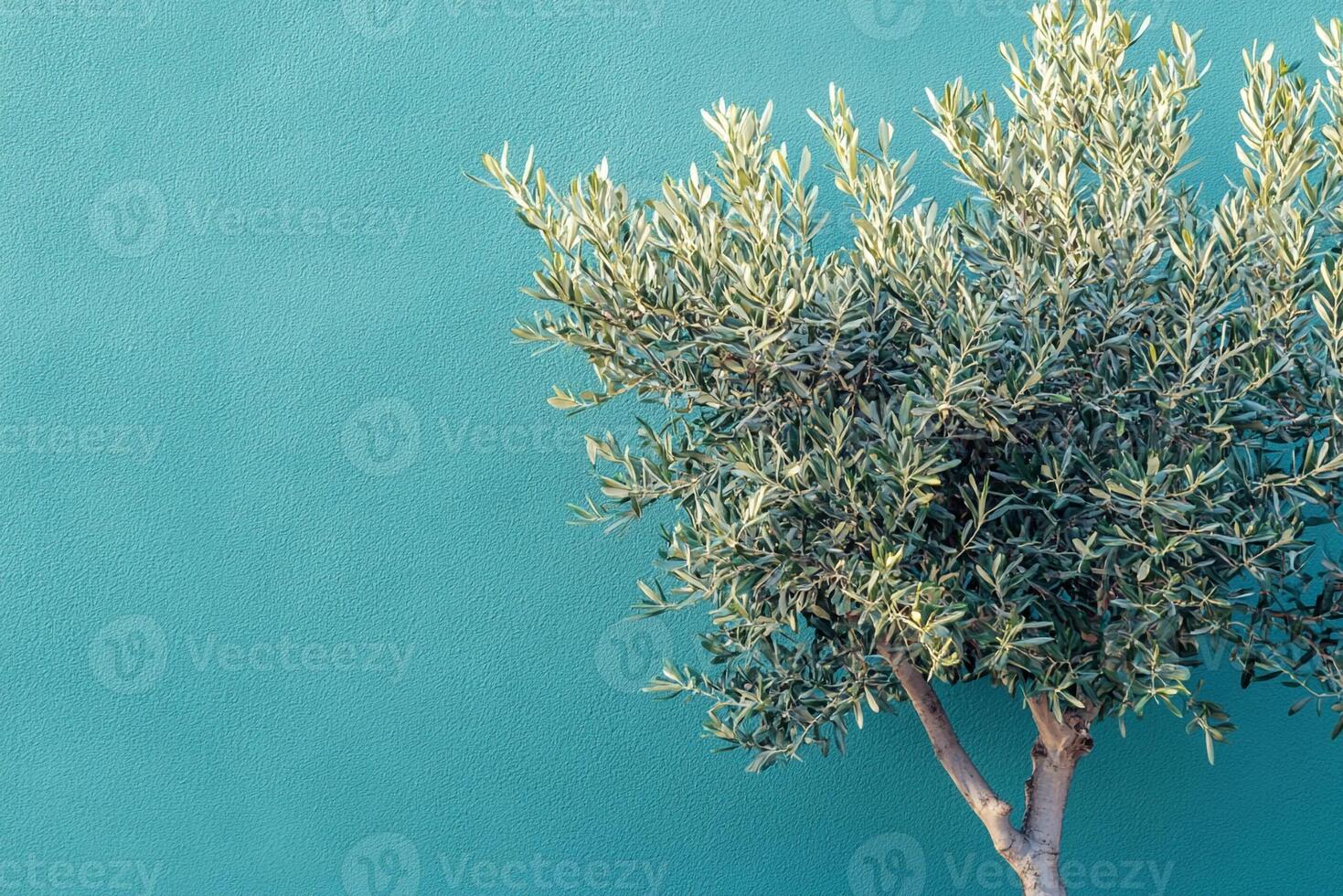 Olive Tree on a vibrant background, top view photorealistic plant photo