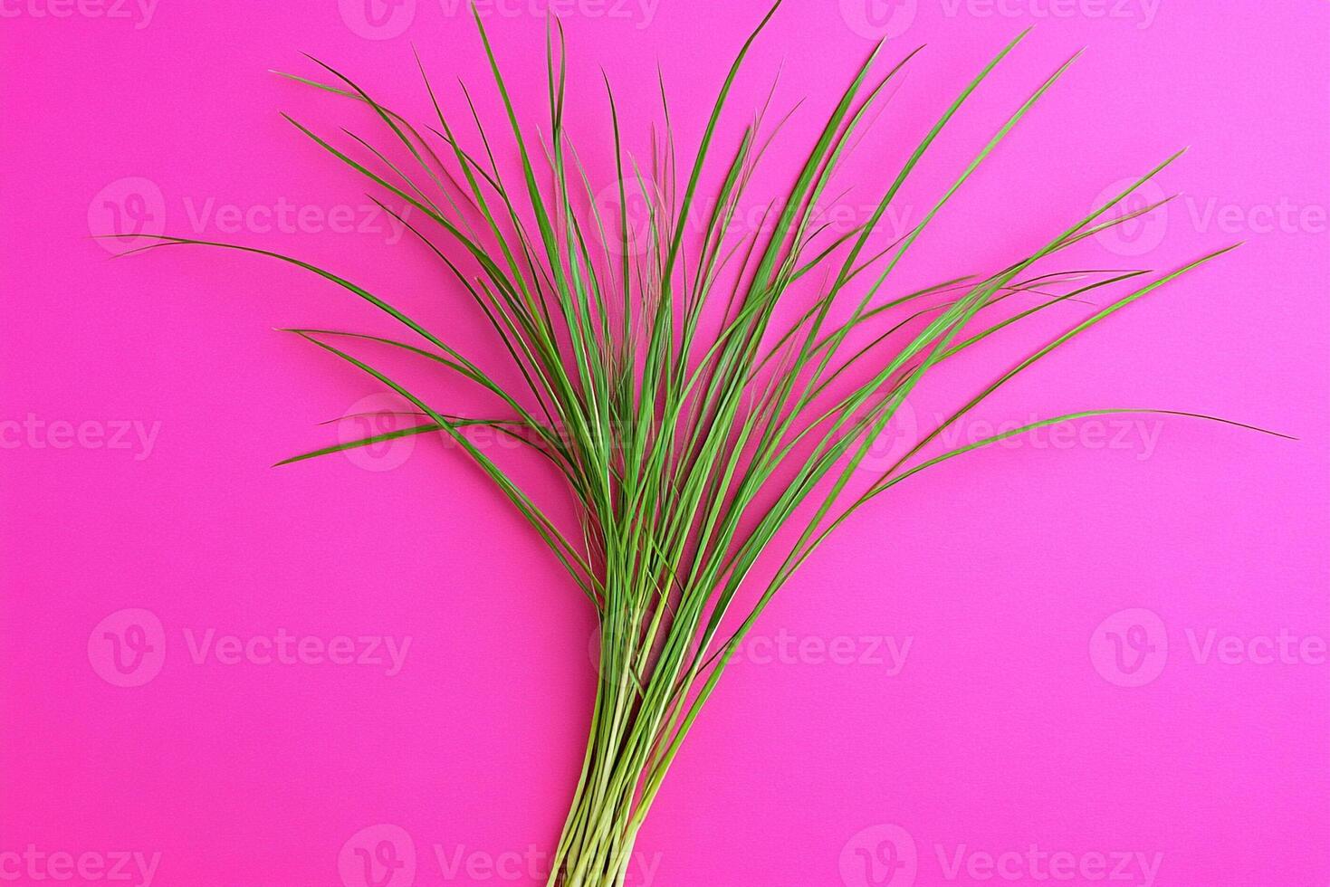 Ophiopogon on a vibrant background, photorealistic top view Ophiopogon flower photo