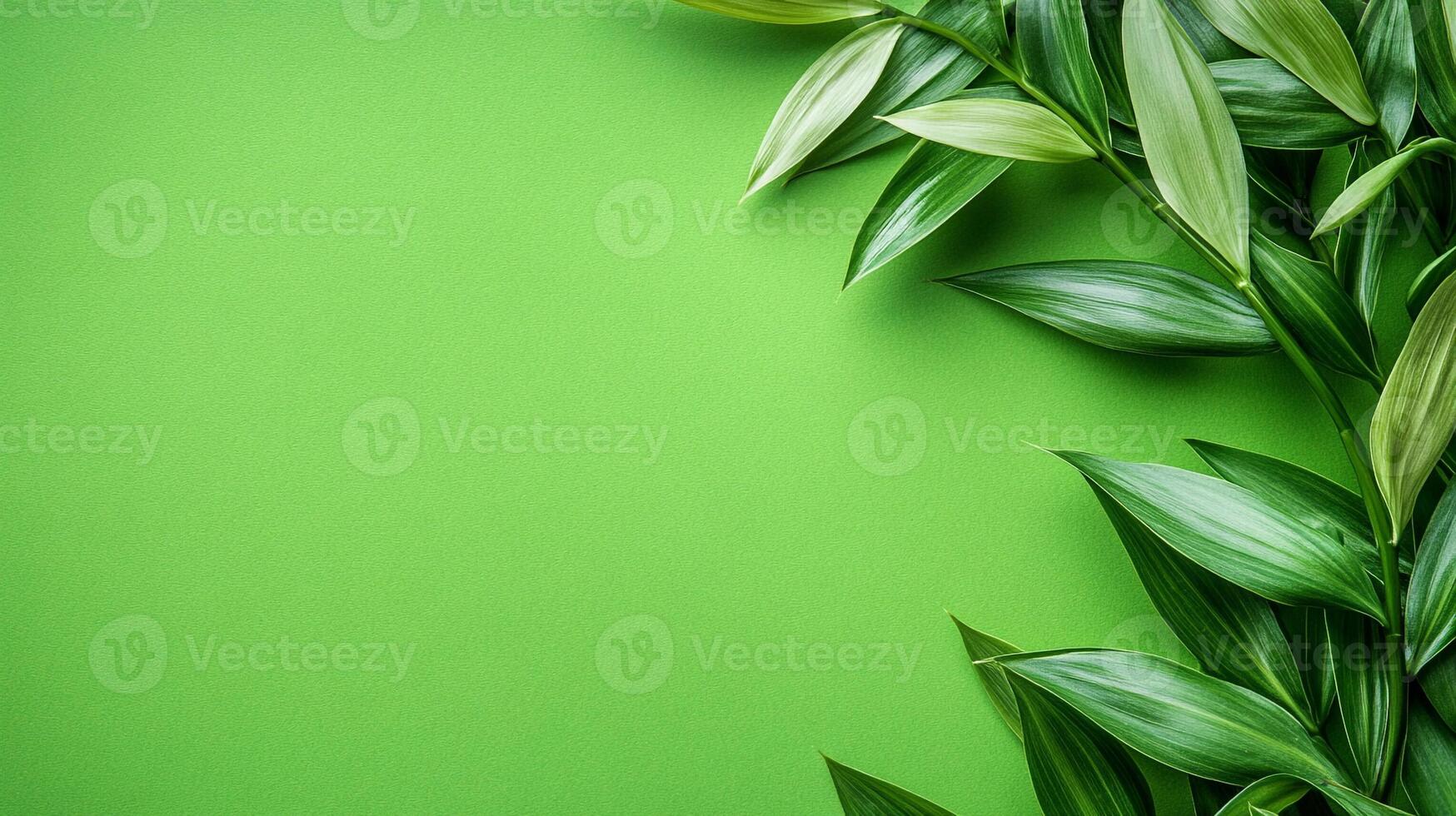 Phyllostachys on a vibrant background, photorealistic top view Phyllostachys plant photo