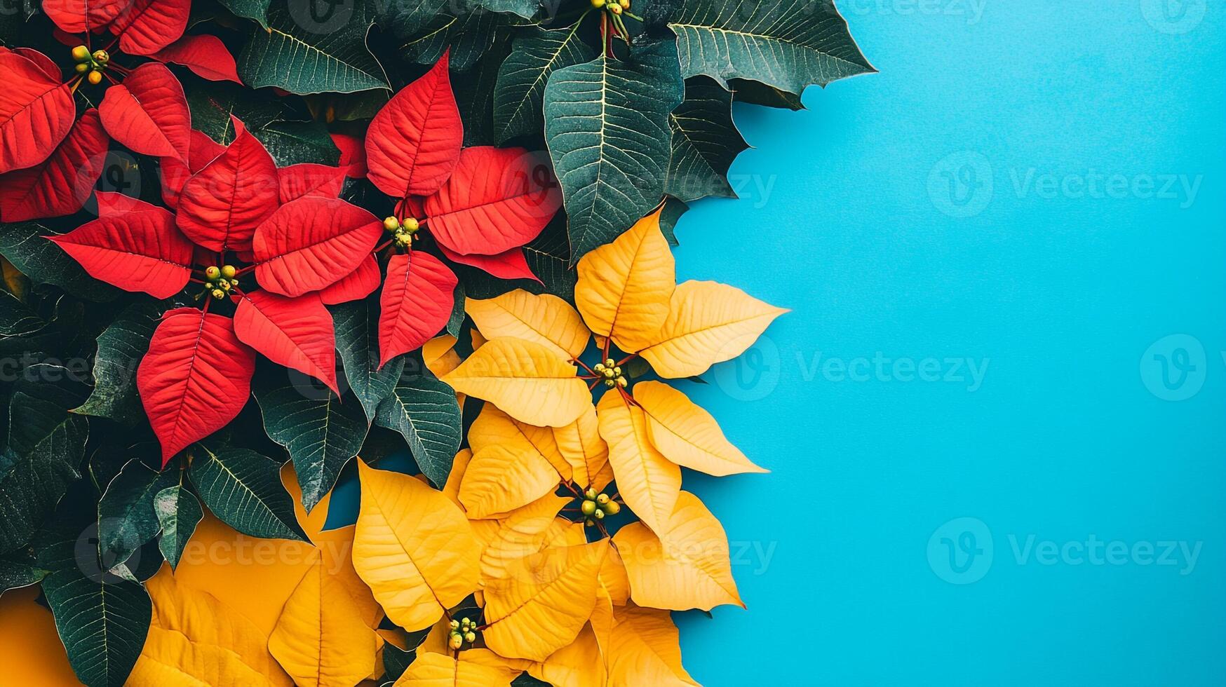 Poinsettia on a vibrant background, top view photorealistic flower photo