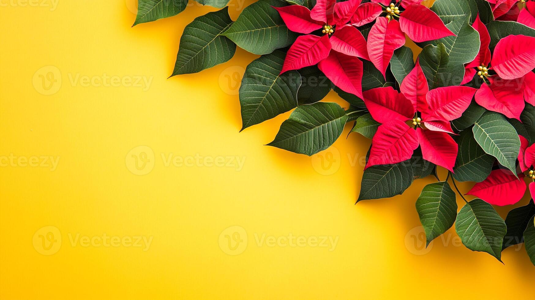 Top view Poinsettia on a vibrant background, flower setting photo