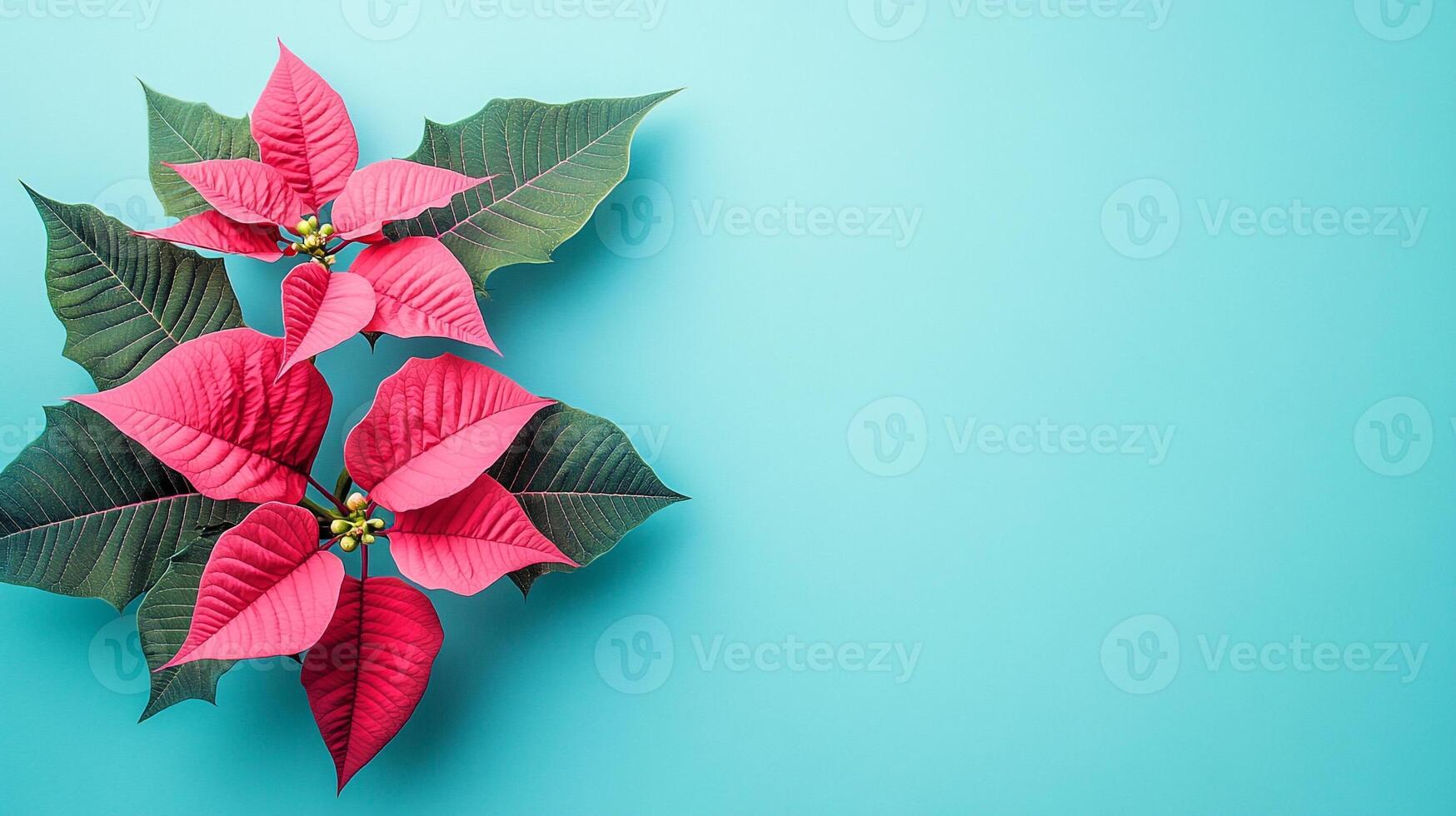 Top view photorealistic Poinsettia, flower set on a vibrant background photo