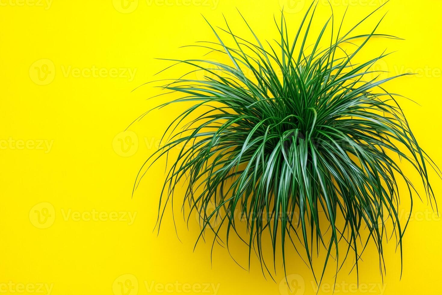 Ponytail Palm on a vibrant background, top view photorealistic plant photo