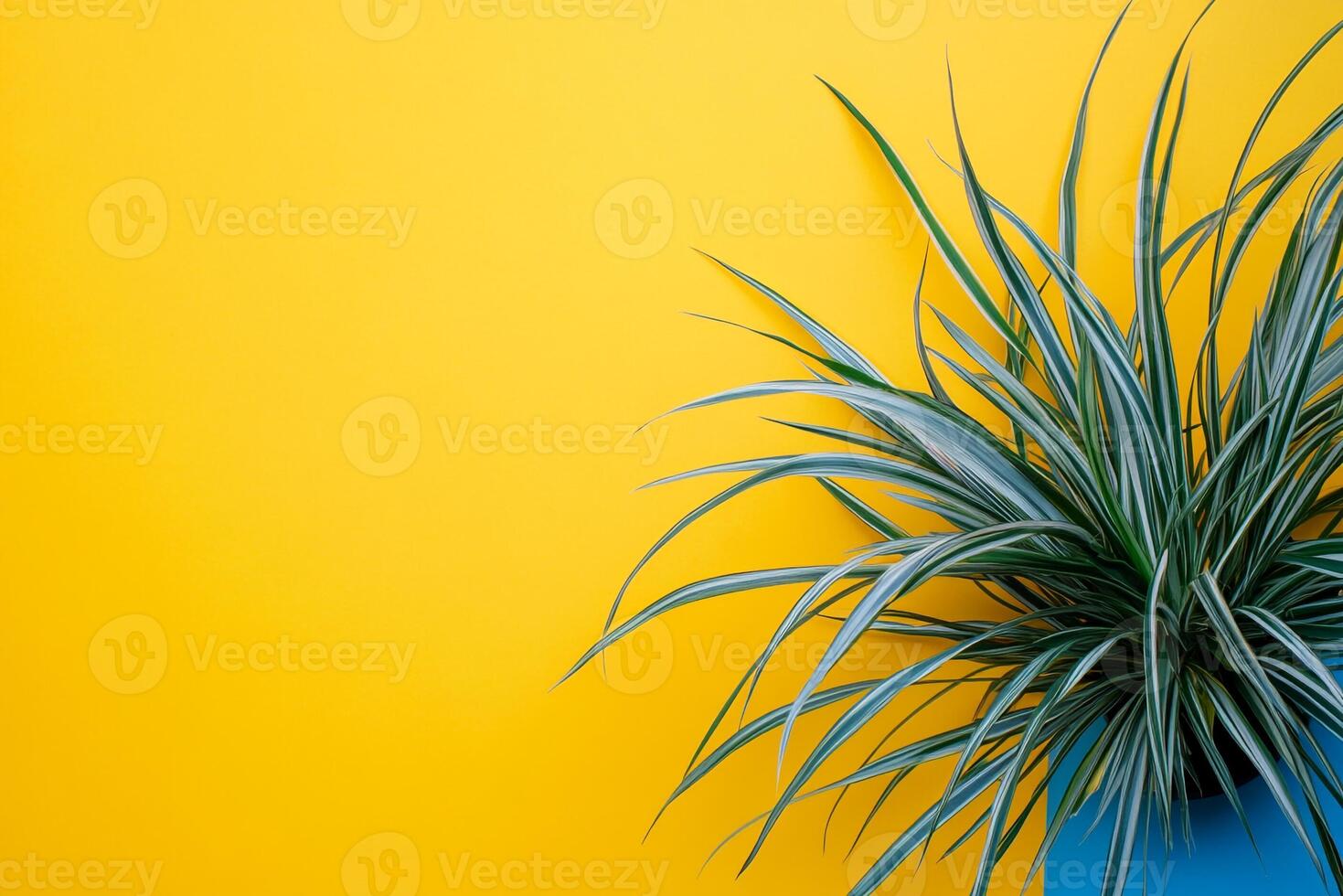 Ponytail Palm on a vibrant background, photorealistic top view Ponytail Palm plant photo