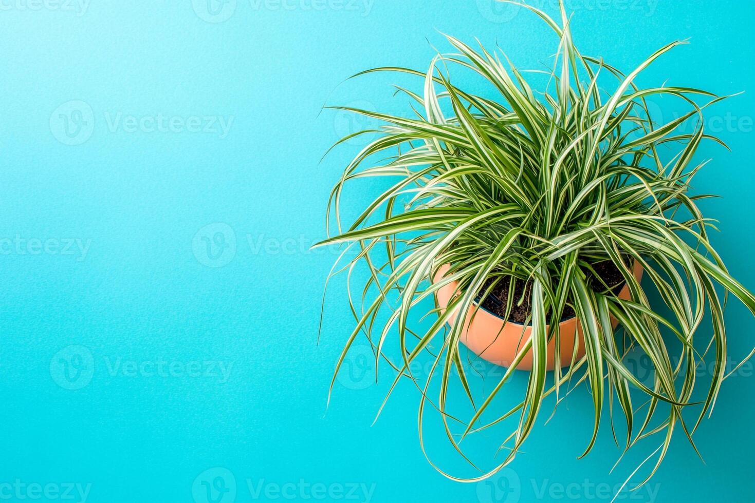 Top view Ponytail Palm on a vibrant background, plant setting photo