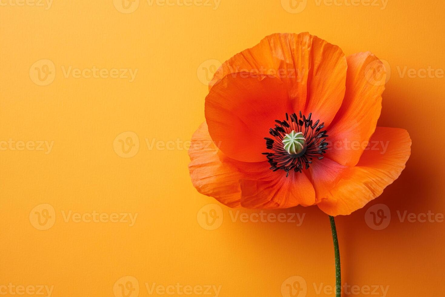 Top view photorealistic Poppy, flower set on a vibrant background photo