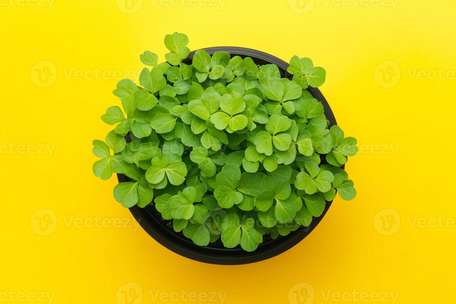 Top view Pot Marigold on a vibrant background, flower setting photo