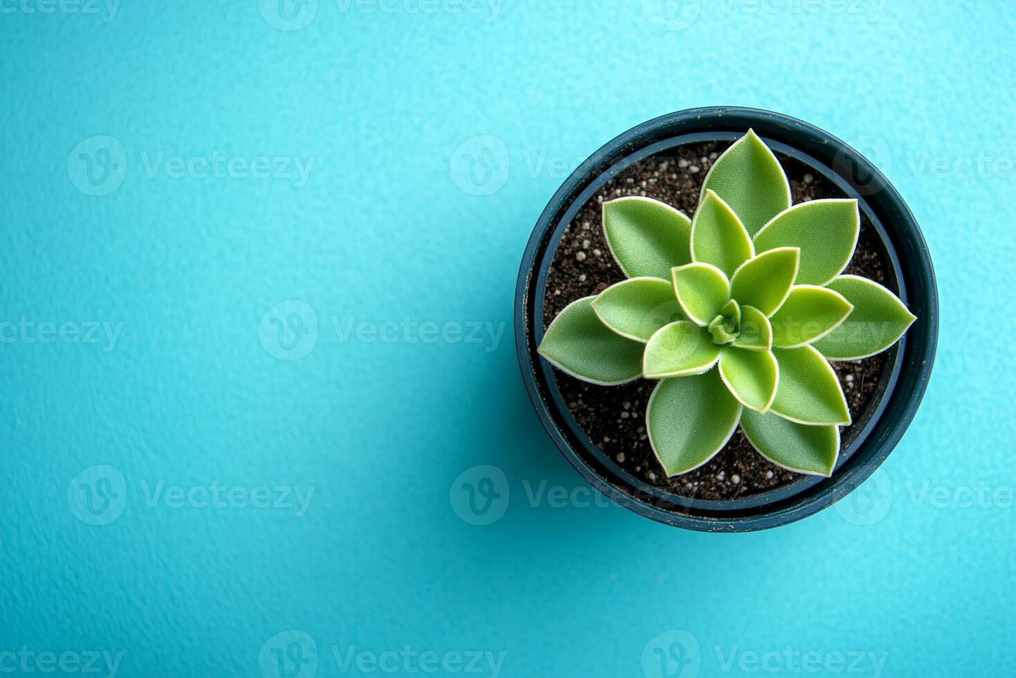 Pot Marigold on a vibrant background, top view photorealistic flower photo