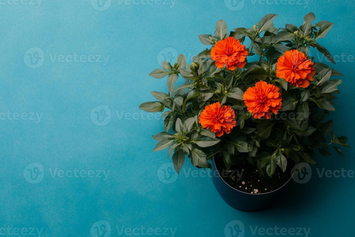 Top view photorealistic Pot Marigold, flower set on a vibrant background photo