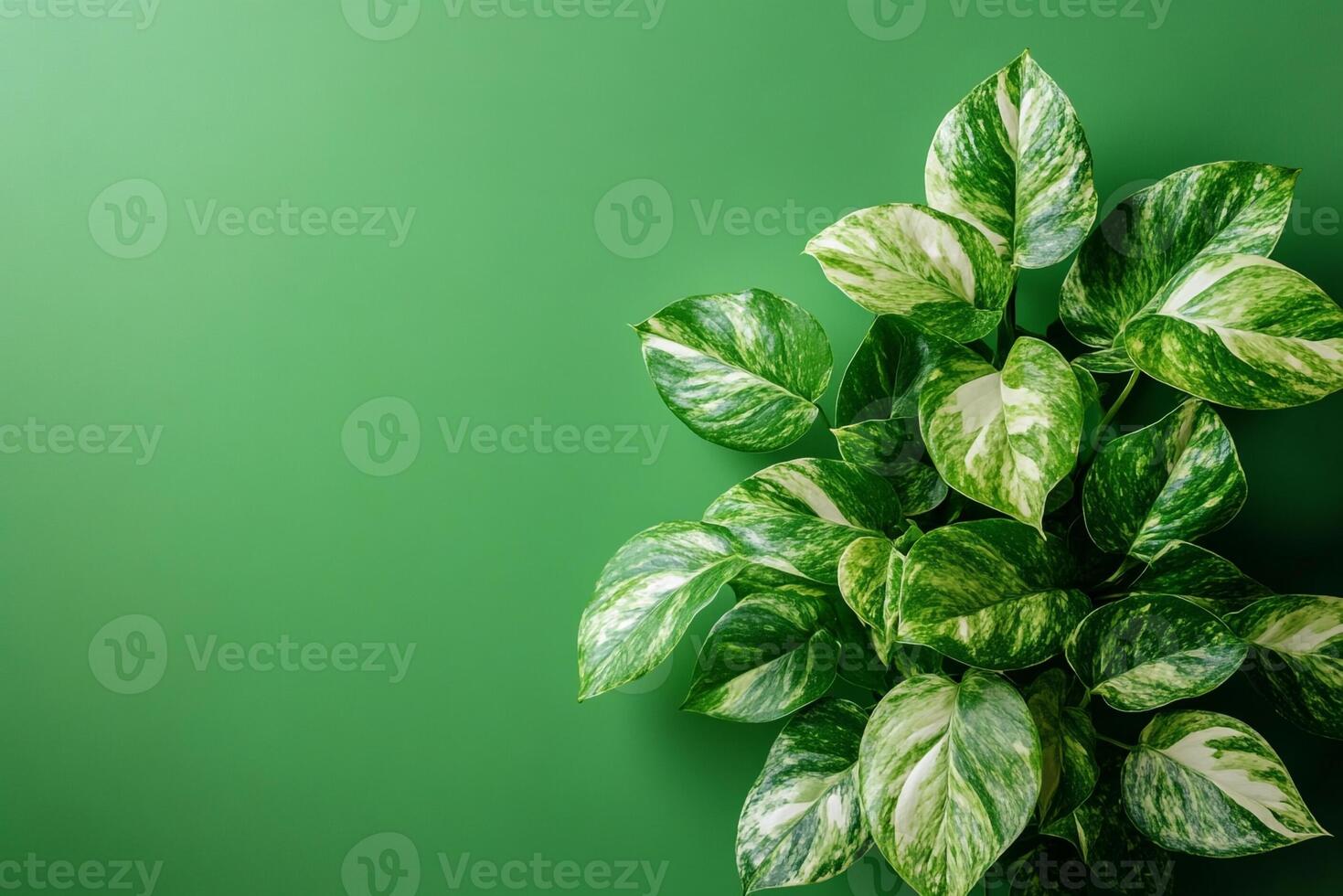 Top view photorealistic Pothos, plant set on a vibrant background photo