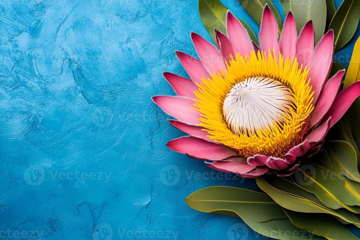 Top view photorealistic Protea, flower set on a vibrant background photo