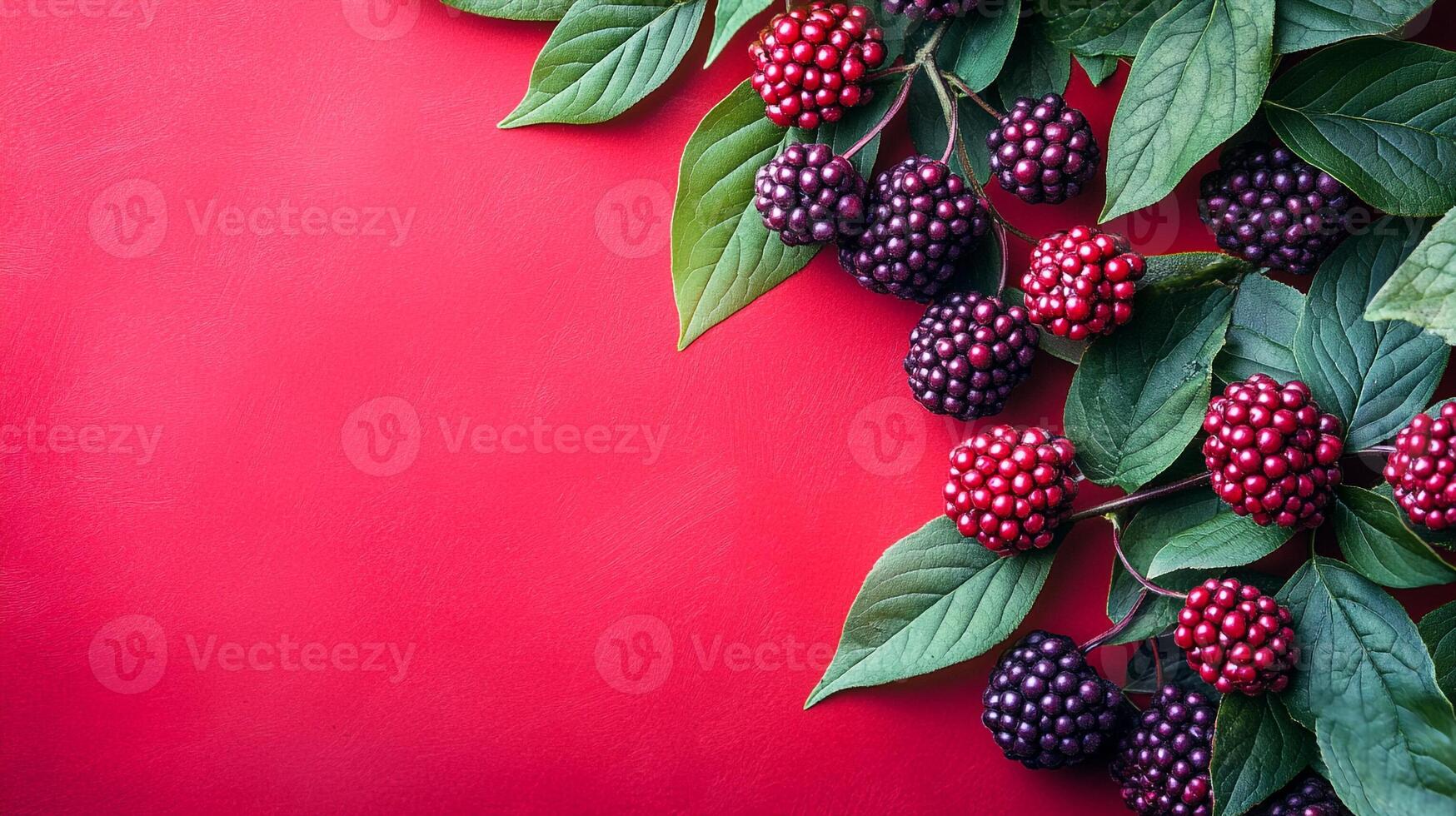Sambucus on a vibrant background, photorealistic top view Sambucus plant photo