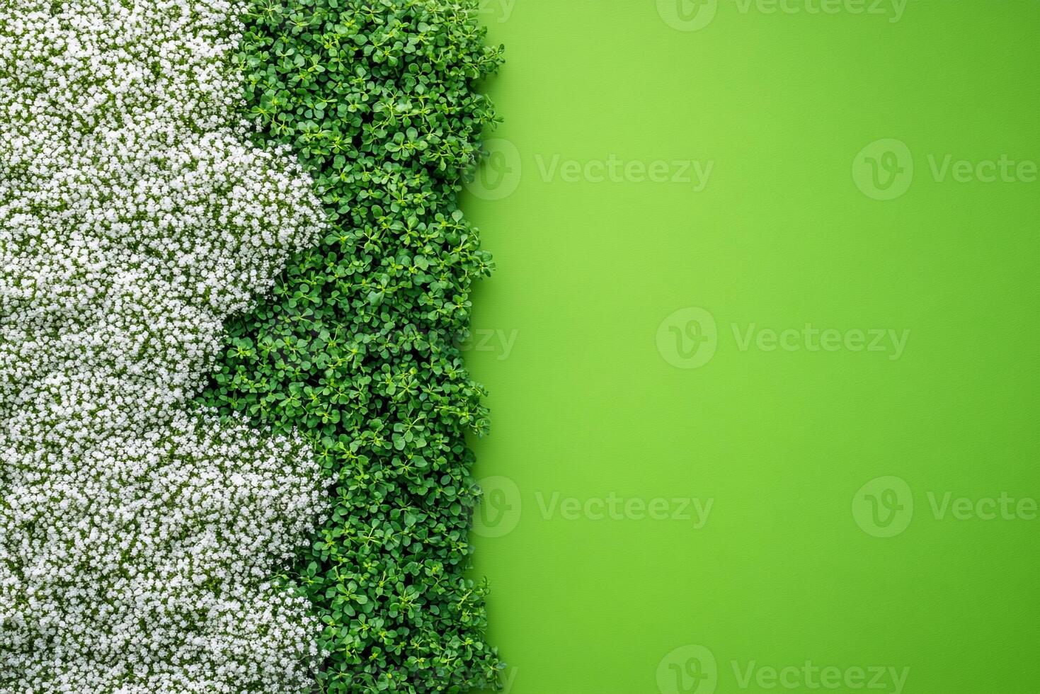Saxifrage on a vibrant background, photorealistic top view Saxifrage flower photo