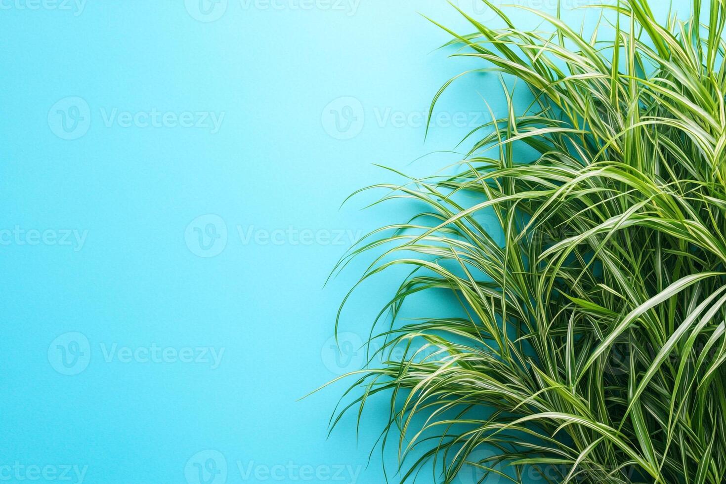Top view Schizachyrium on a vibrant background, plant setting photo