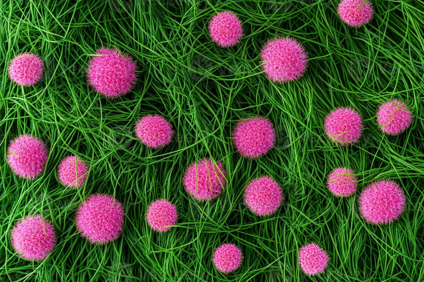 Top view Sea Thrift on a vibrant background, plant setting photo