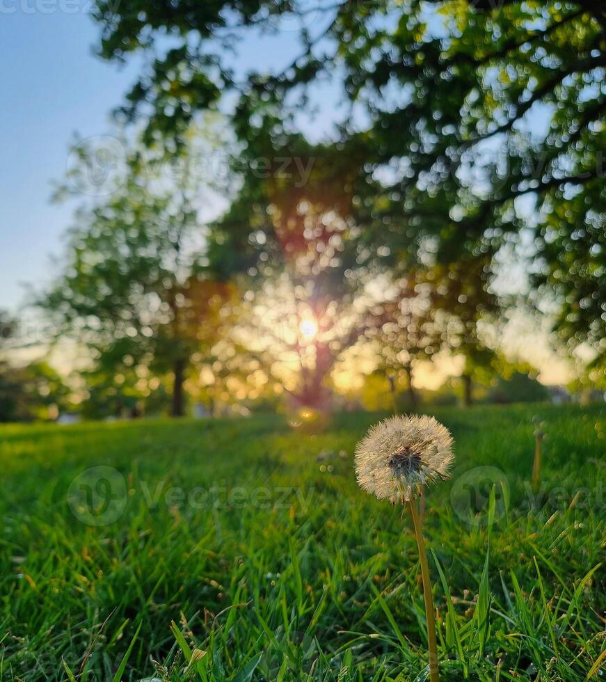 Dandelion in a park at sunset, bokeh effect. photo