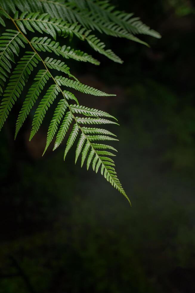 Fern leave with dark backgroun photo