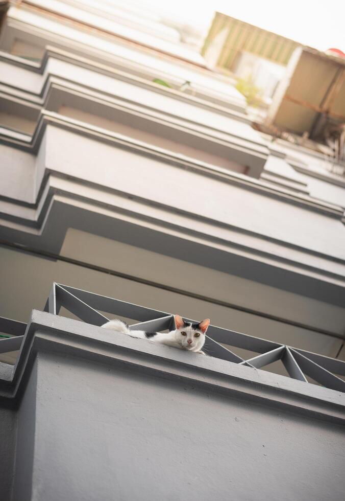 Cat sits on a balcony photo