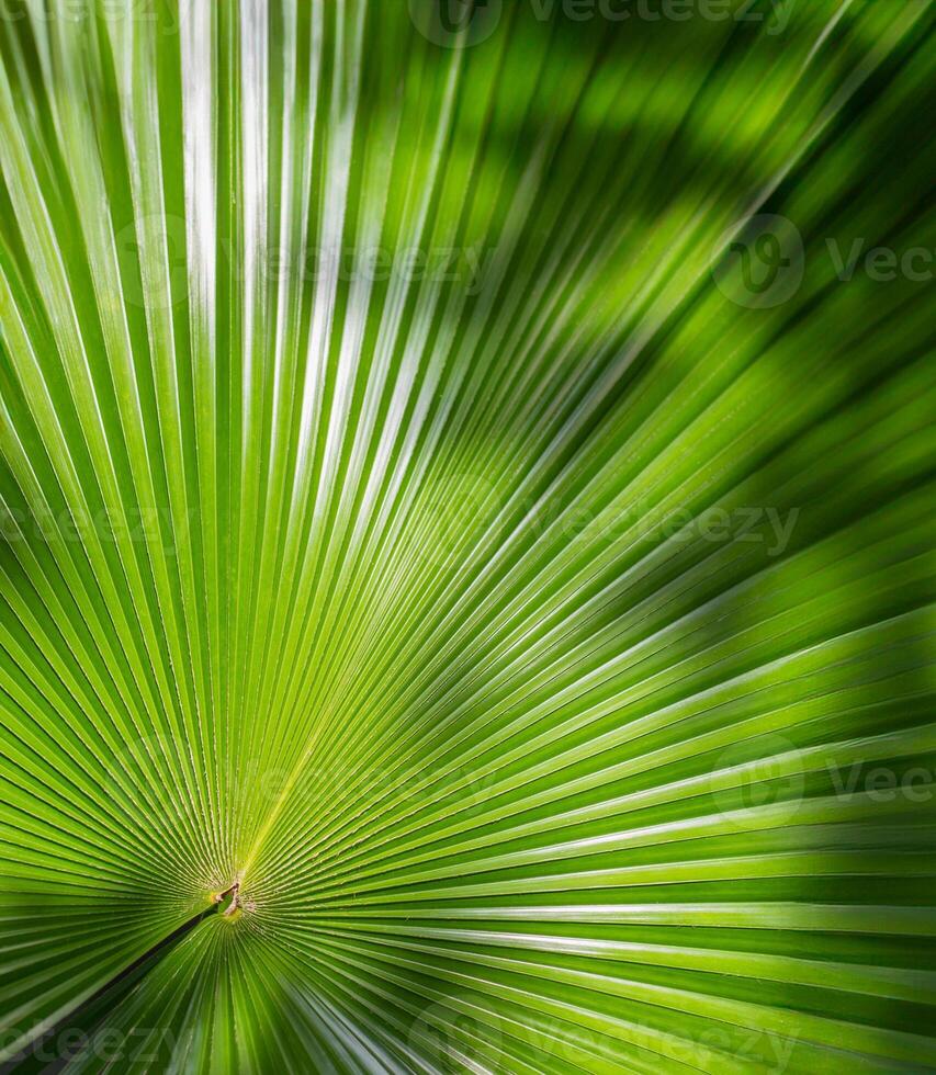 Lush green palm tree leaves photo