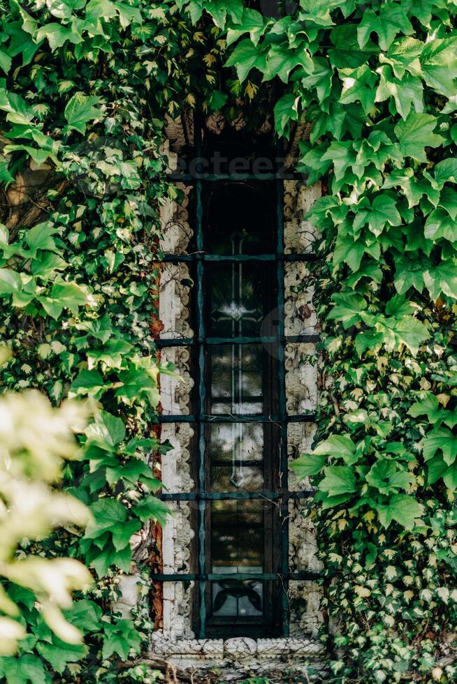 Mysterious old window framed by thick green ivy and intricate carved stone details evokes secret garden aesthetics overgrown beauty and hidden architecture surrounded by wild leaves and shadows in photo
