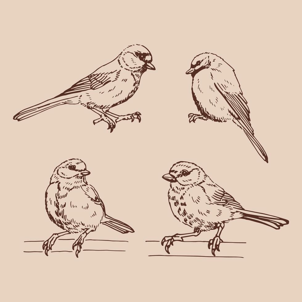 Set of titmouse. Hand drawn illustration vector