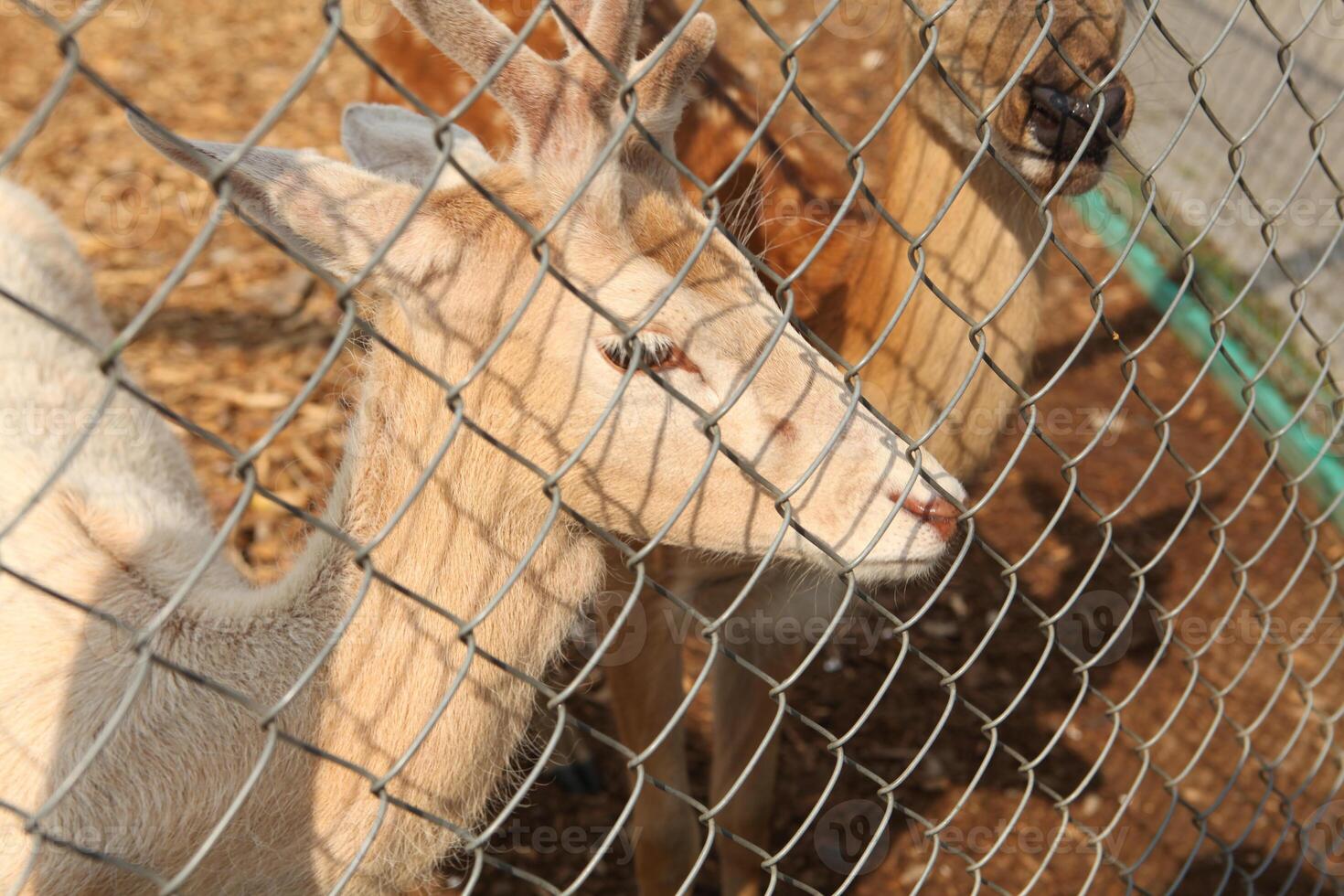 A young light-colored deer behind a wire mesh fence at a wildlife park, illuminated by sunlight. The photo captures the animal s calm expression and the pattern of the metal grid.