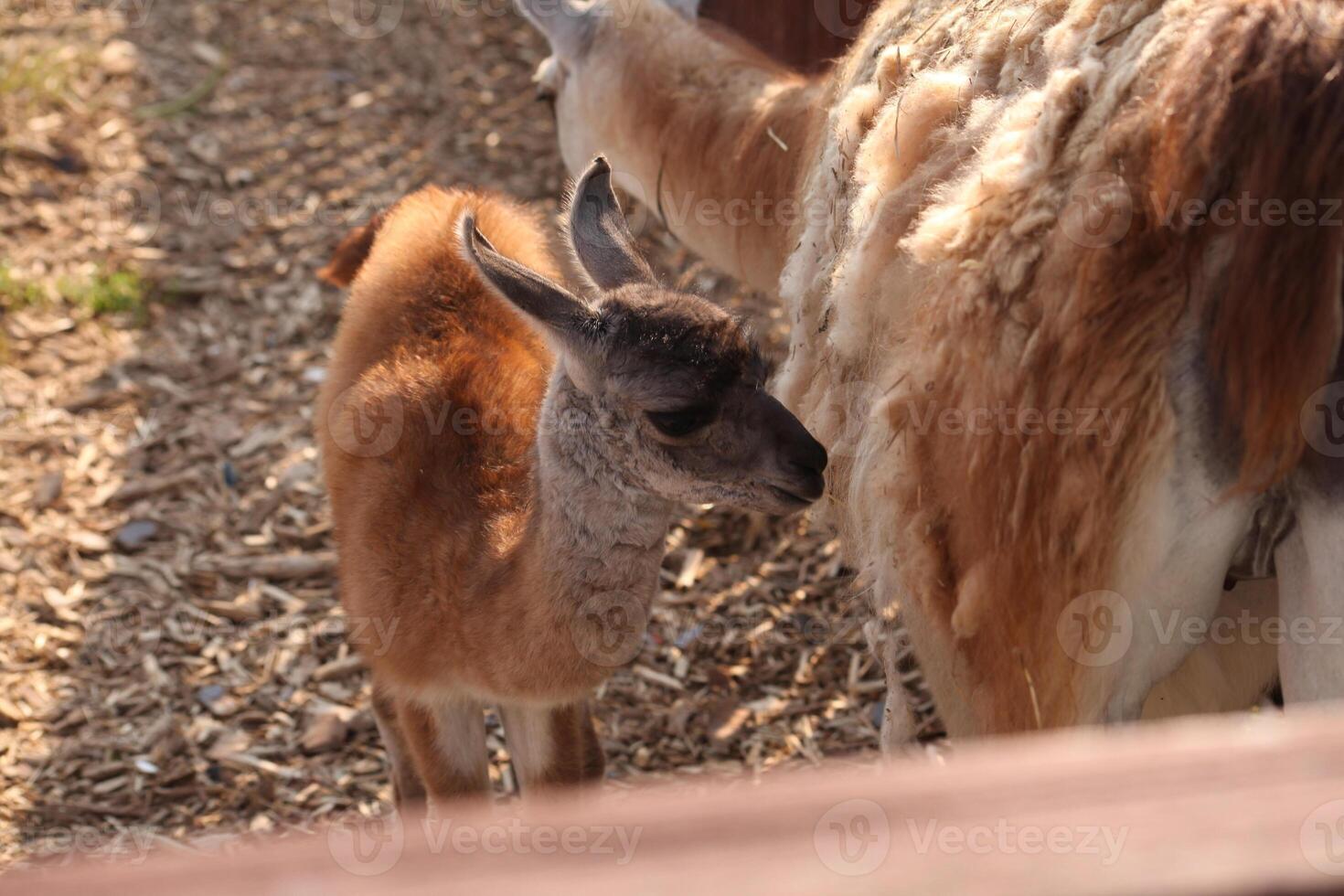 Young cria standing next to its mother in a sunny outdoor enclosure. The baby has soft brown and gray fur, nuzzles close to the adult, surrounded by straw-covered ground and wooden fencing. photo