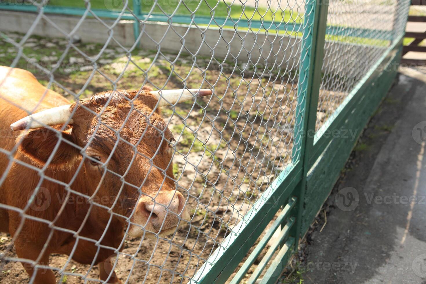 Brown cow with horns standing behind a metal fence in a farm enclosure on a sunny day. The animal looks toward the camera, and the fenced area and path are visible in the background. photo