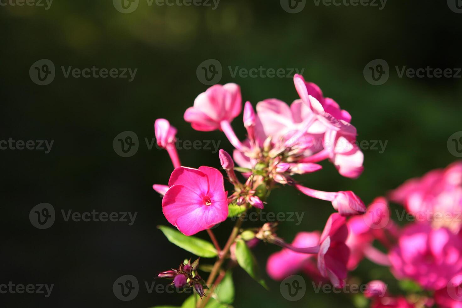 Pink phlox flowers, Phlox paniculata, blooming in summer sunlight, captured with shallow depth of field. The composition features vibrant blossoms and space for text on the left side of the image. photo