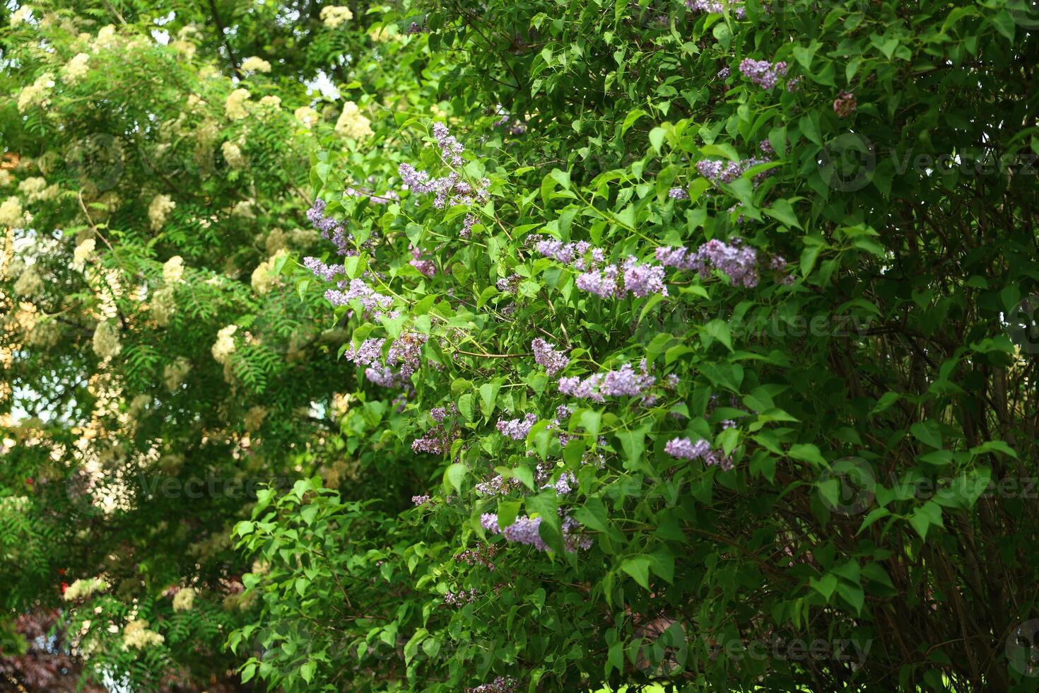 Blooming Lilacs and Lush Greenery in the Beautiful Season of Springtime Blossoms photo