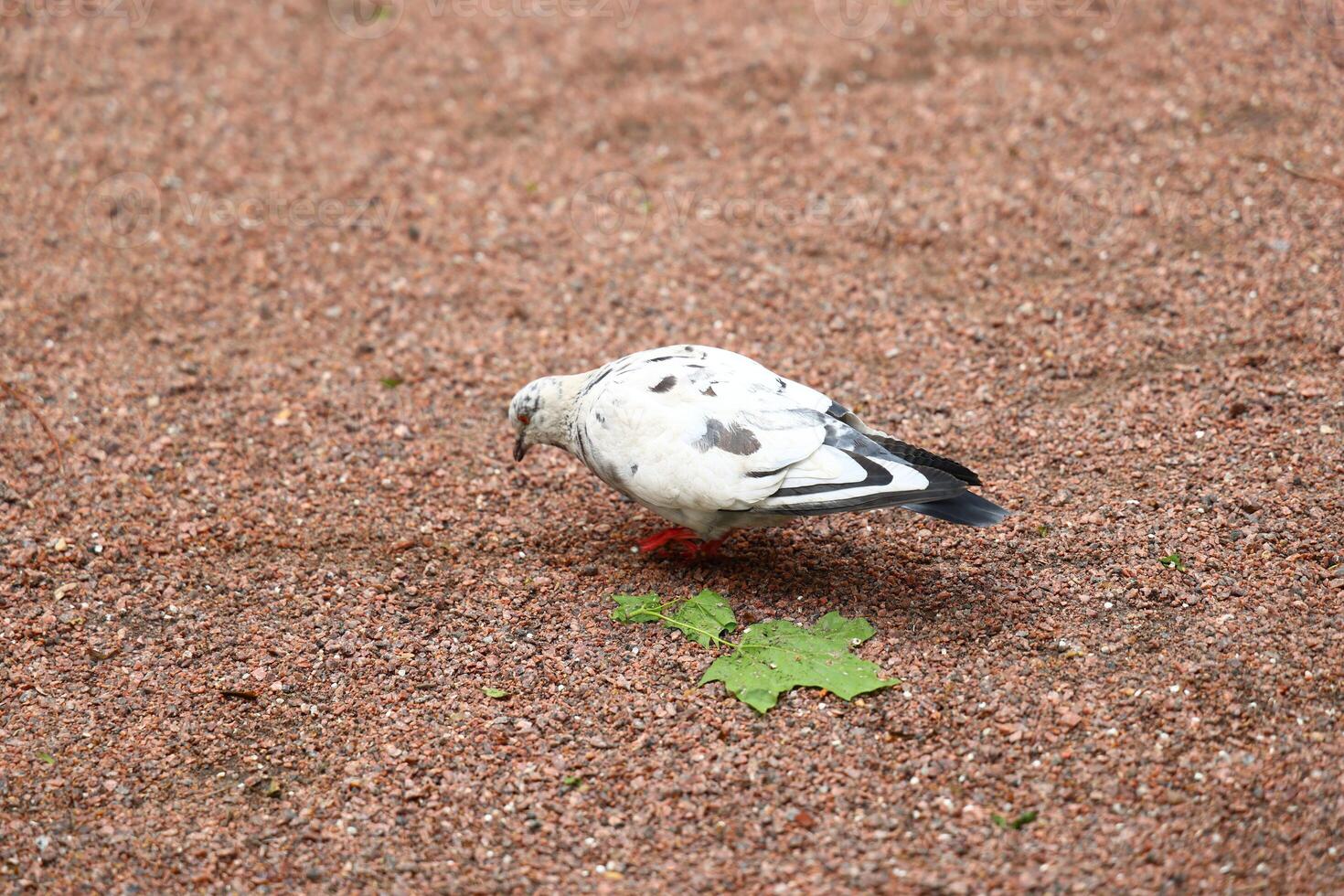 A White Pigeon can be seen foraging on the ground amidst a scattering of colorful leaves photo