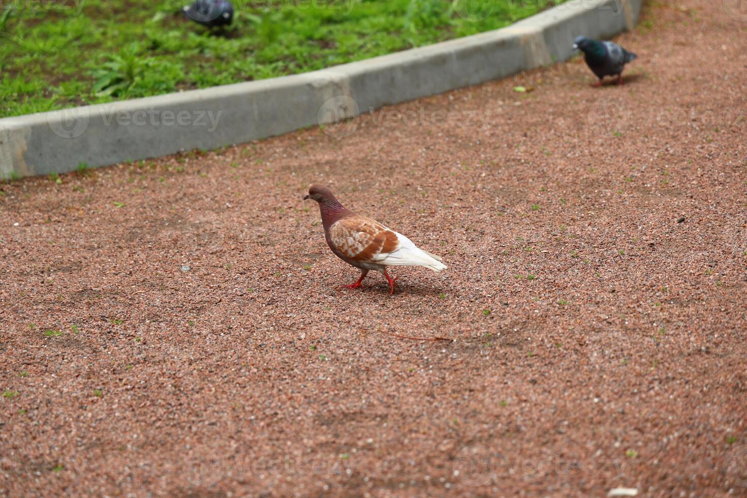 A Beautiful Brown and White Pigeon is Walking Gracefully in the Parks Lush Environment photo