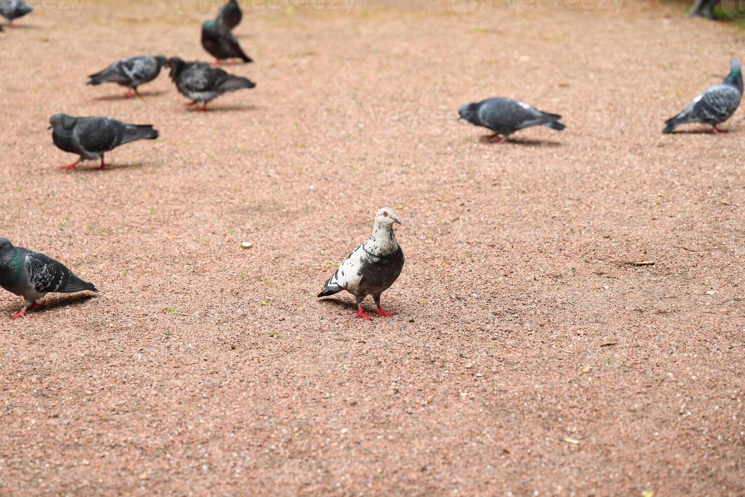 A group of pigeons gathered in the park along with an exceptionally unique whitefeathered bird photo