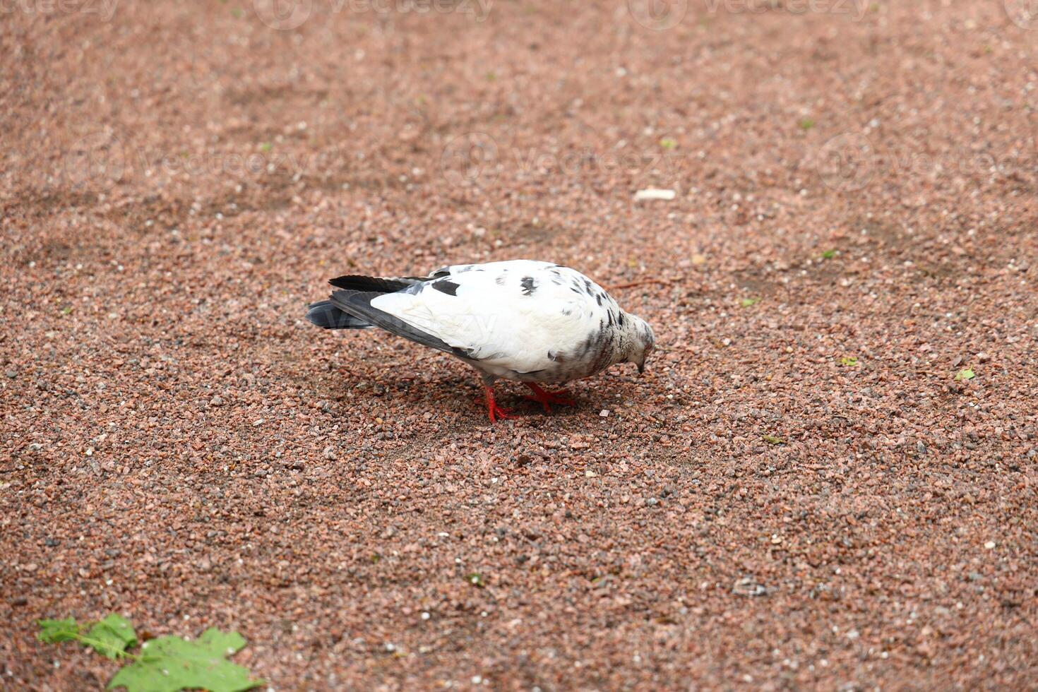A pigeon is foraging diligently on sandy ground, set in a wonderfully tranquil setting photo