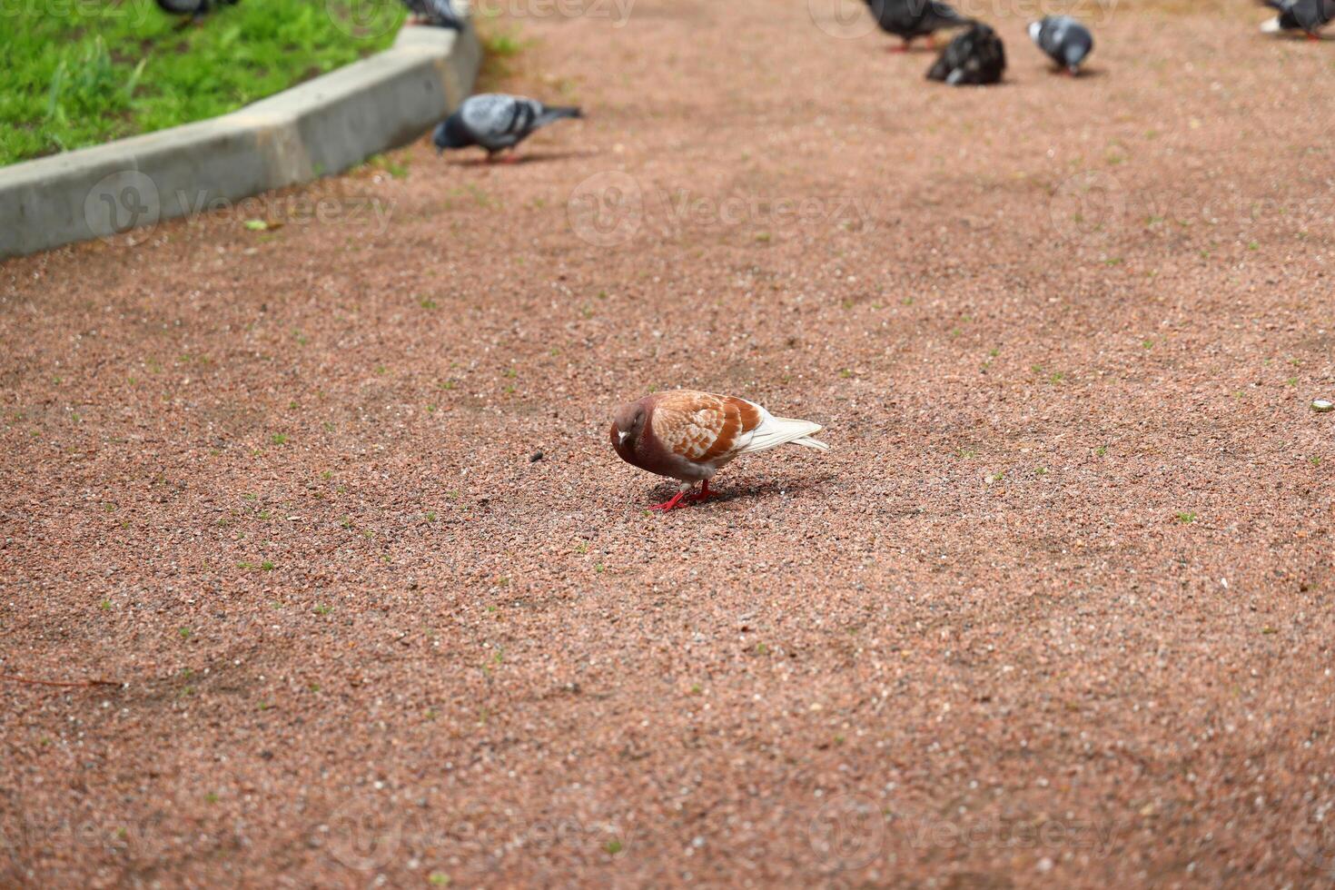 Pigeons are often seen foraging in the park, skillfully searching for tasty food photo