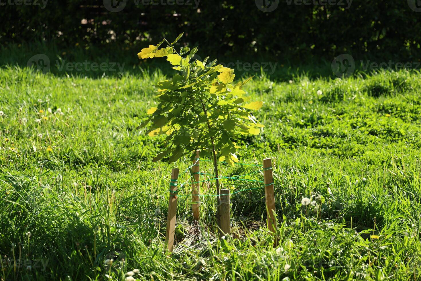 A young tree is flourishing wonderfully in a lush green field teeming with vibrant life all around photo