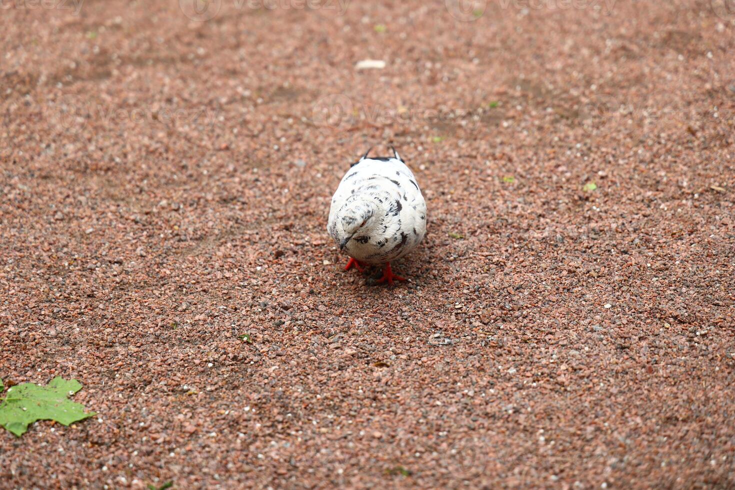 An Adorable and Charming Round Bird Walking on a Gravel Path in a Peaceful Environment photo