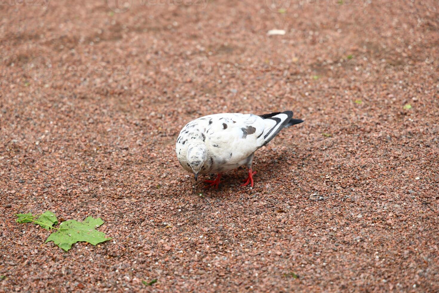 A Curious Bird is Foraging on the Ground in a Beautiful Natural Setting Within Natures Wonder photo