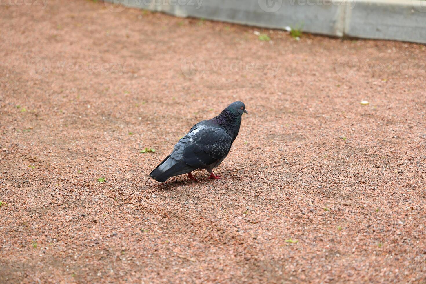 A Pigeon is Walking on a Gravel Path Located in an Urban Environment, Surrounded by the City photo