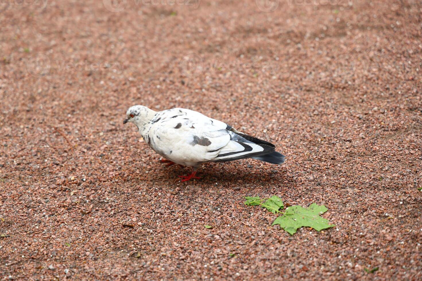 An Elegant White Pigeon gracefully perched on a Gravel Path in a serene urban setting photo