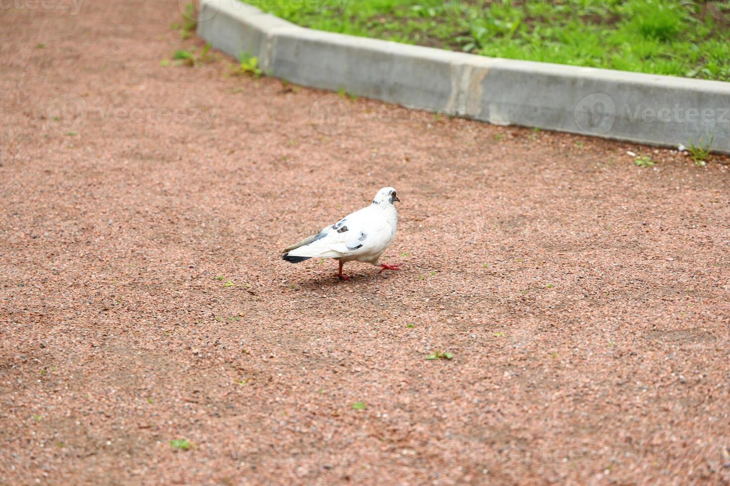 A graceful urban pigeon strolls elegantly on a gravel path amidst a beautiful park setting photo