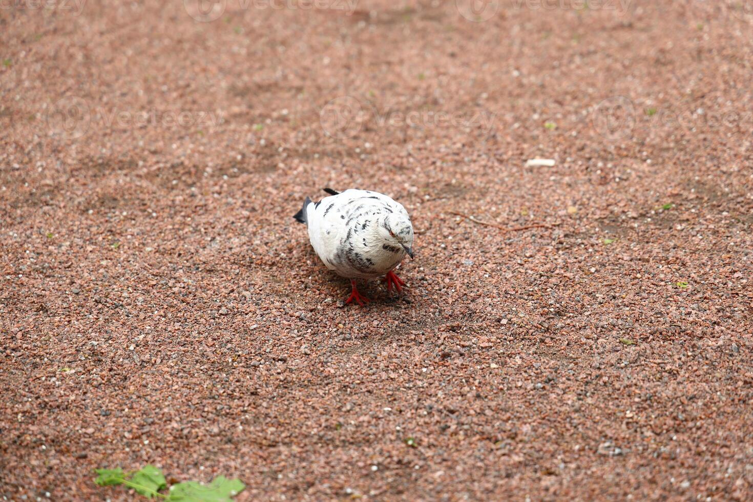 A Beautifully Textured Ground Featuring a Curious Bird Exploring Its Natural Habitat photo