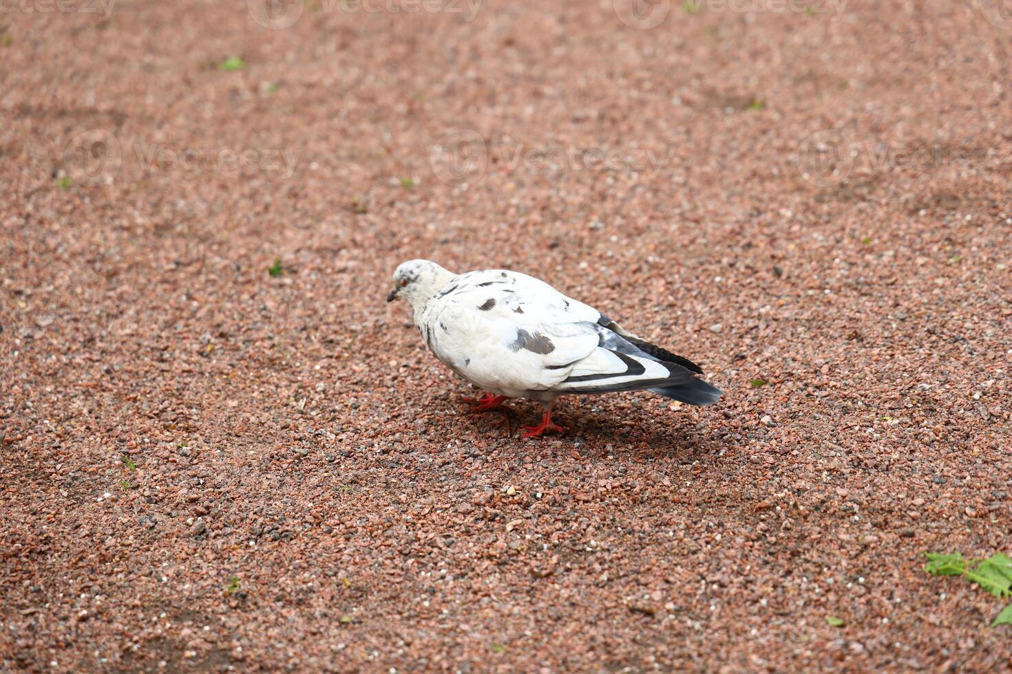 A beautiful White Pigeon searching for food while foraging on a gravel surface outdoors photo