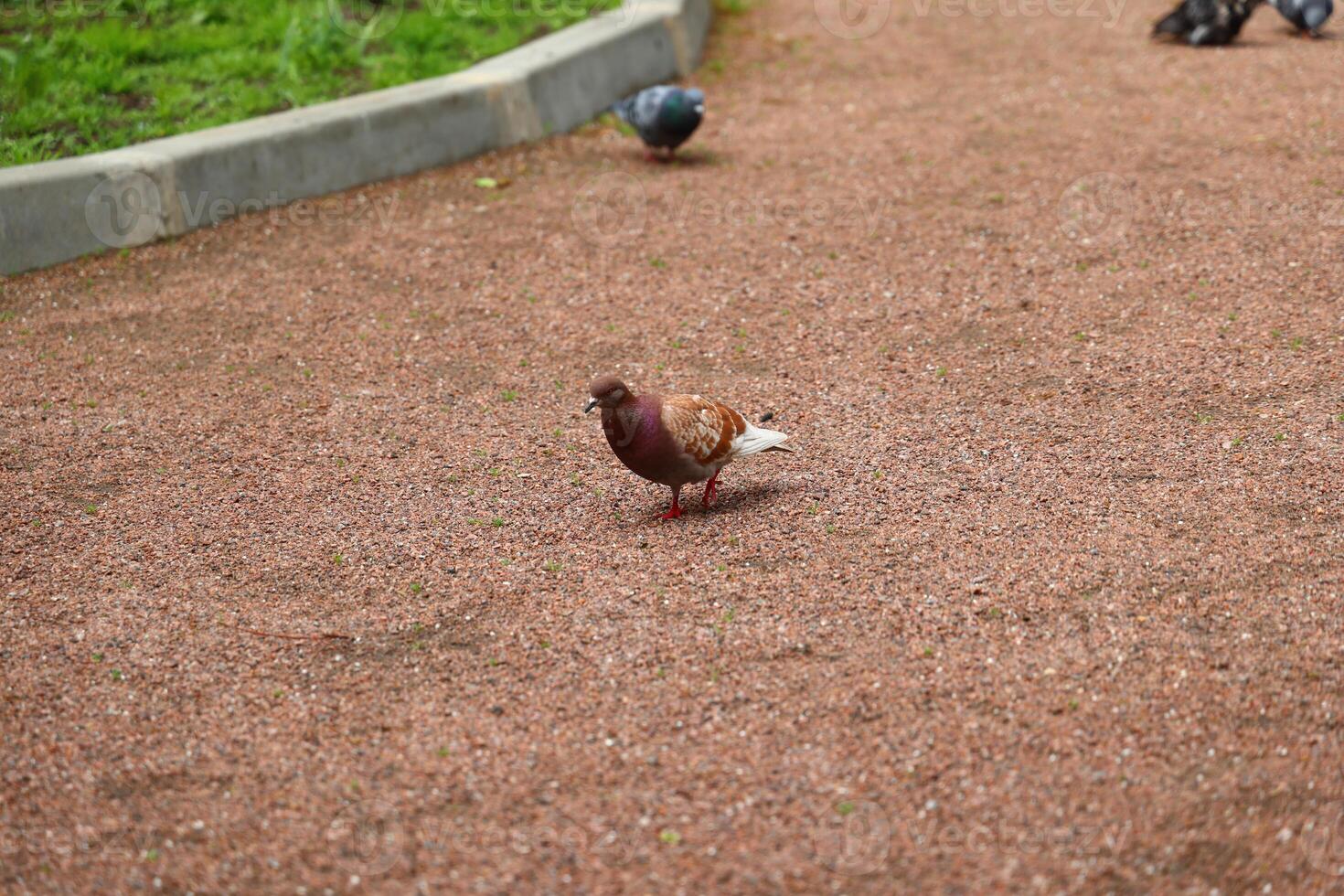 A Brown and White Pigeon is walking along a path in a park surrounded by vibrant nature photo
