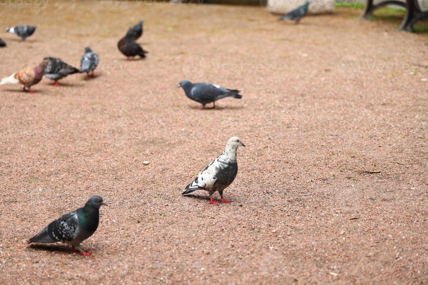 A vibrant flock of pigeons is seen in a serene park, enjoying the calm atmosphere photo