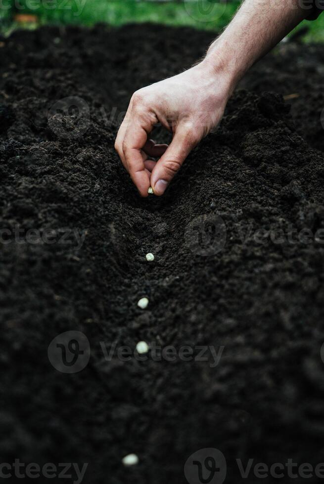 a man sows peas in the ground for planting, holds a handful of green eco-friendly seeds in his hands 5 photo