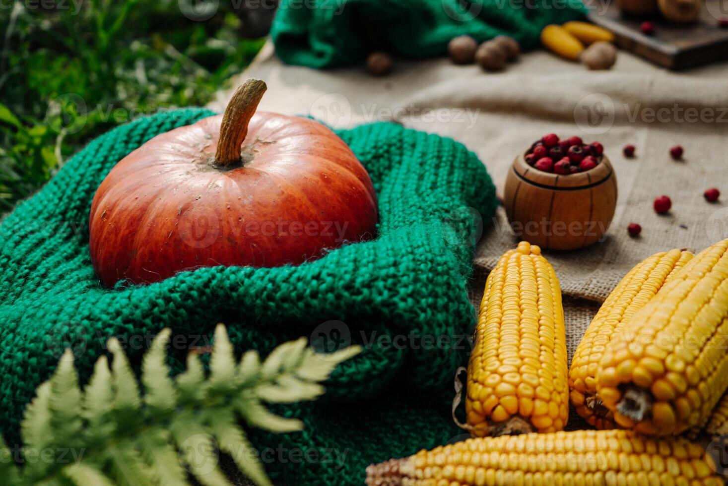 autumn harvest, large orange pumpkin, nuts, corn, red berries lie in the garden on a tablecloth photo