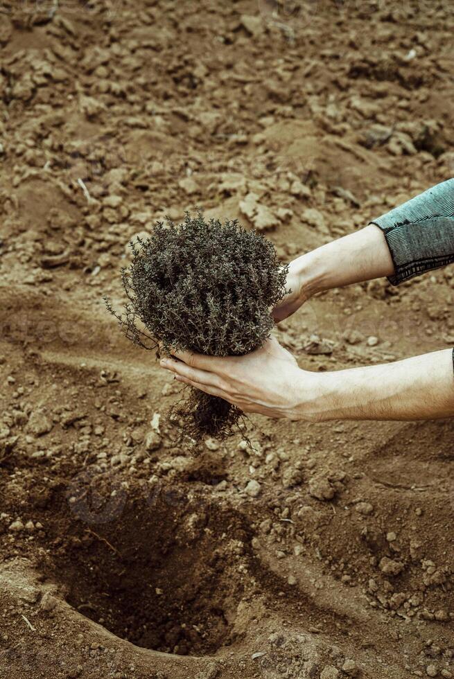 man plants a bush in the garden, holds a hole for planting in the ground in the spring photo