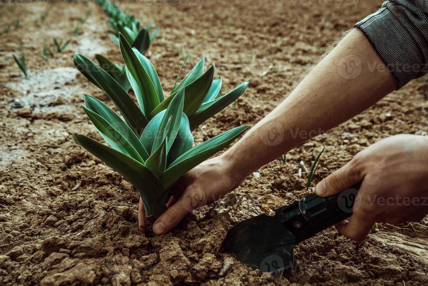 Close-up image of male hands holding a green plant 1 photo
